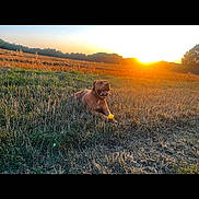 Hugo is registered to the contest to win money with this photo: animal, ball, canine, collar, dog, evening, field, grass, happy, landscape, nature, outdoor, paw, pet, playful, relaxing, scenic, summer, sunlight, sunset