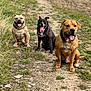 Hugo is registered to the contest to win money with this photo: animals, black_dog, brown_dog, canine, collar, daytime, dog, field, grass, happy, nature, outdoor, path, pets, rural, sitting, summer, tan_dog, three_dogs, tongue_out