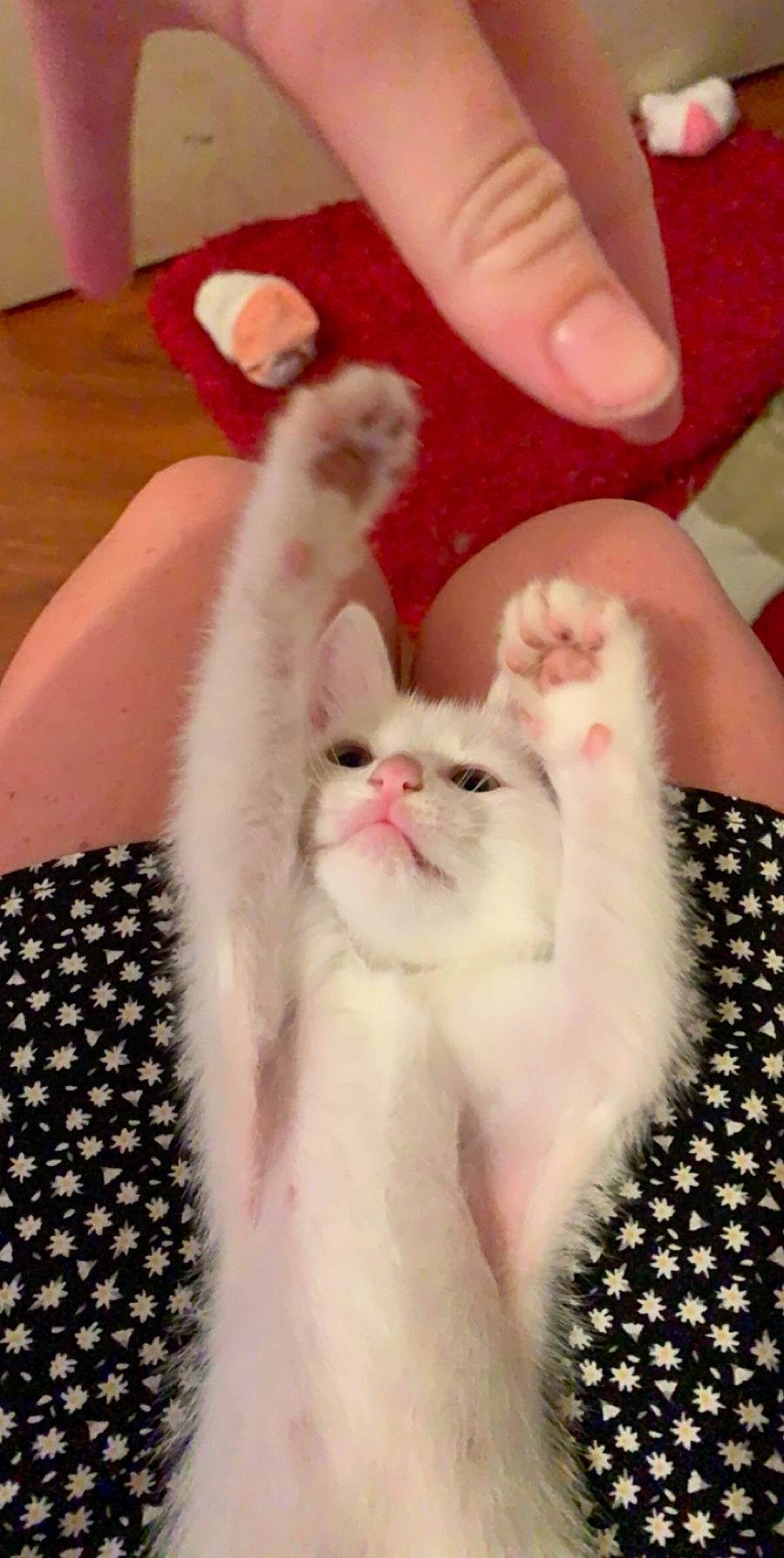 Jethanual is registered to the contest to win money with this photo: american_curl, asian, burmilla, carnivore, cat, claw, fawn, felidae, fur, khao_manee, kitten, mammal, nail, paw, persian, polydactyl_cat, small_to_medium_sized_cats, turkish_angora, turkish_van, whiskers