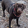 Tagada a rejoint le concours — aidez-le/la à gagner de superbes lots ! dog, chocolate_lab, canine, pet, brown_fur, standing, outdoors, woodland, rocky_ground, harness, collar, leash, floppy_ears, brown_eyes, portrait, full_body, animal, nature, leaves, rocks