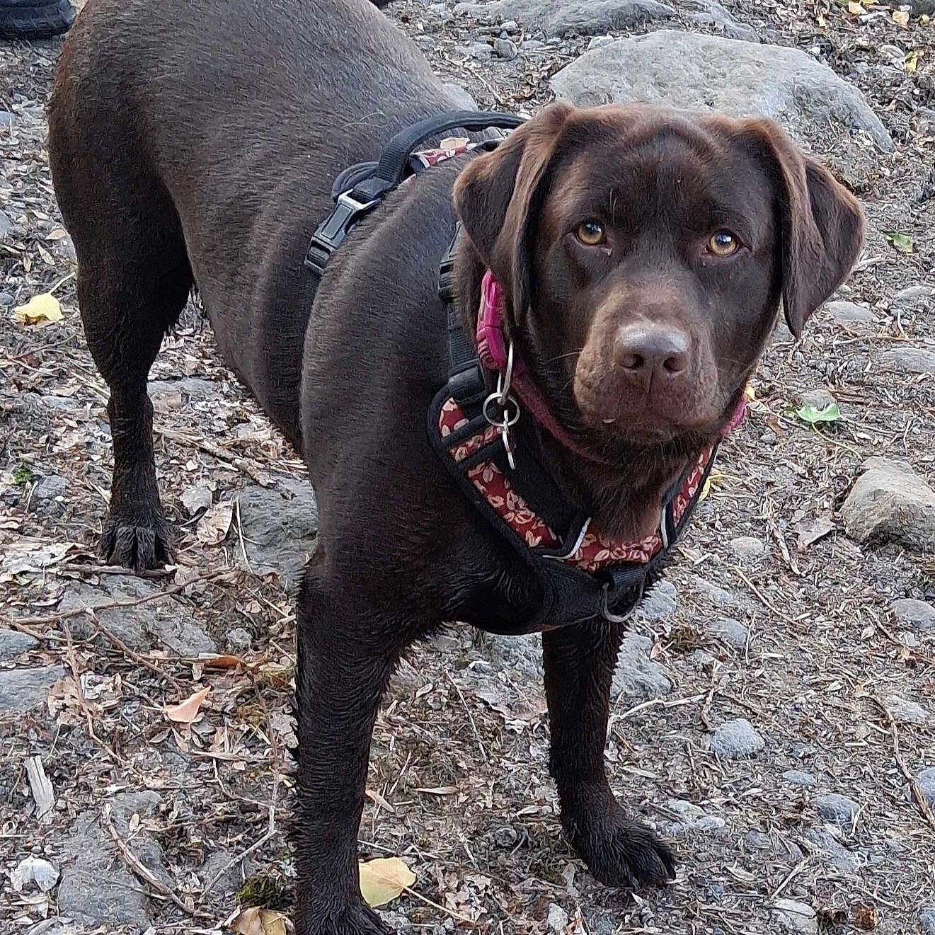 Tagada a rejoint le concours — aidez-le/la à gagner de superbes lots ! dog, chocolate_lab, canine, pet, brown_fur, standing, outdoors, woodland, rocky_ground, harness, collar, leash, floppy_ears, brown_eyes, portrait, full_body, animal, nature, leaves, rocks
