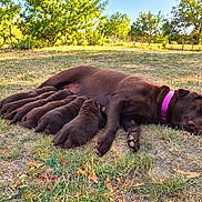 Tagada participe au concours pour gagner de l'argent avec cette photo : dog, puppies, mother_dog, nursing, litter, chocolate_brown, collar, grass, outdoors, backyard, rural, trees, fence, sunlight, resting, lying_down, animals, canine, family, cute