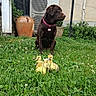 Tagada a rejoint le concours — aidez-le/la à gagner de superbes lots ! dog, ducklings, chocolate_lab, puppy, animals, garden, grass, clover, outdoor, sitting, collar, pink_collar, pet, backyard, potted_plant, air_conditioner, house, nature, fluffy, cute