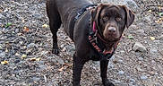 Tagada participe au concours pour gagner de l'argent avec cette photo : dog, chocolate_lab, brown_fur, pet, outdoor, forest, trail, rocky_ground, harness, leash, standing, looking_at_camera, animal_portrait, wilderness, nature, fallen_leaves, rocks, person, walking_stick, daylight