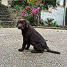 Brume a rejoint le concours — aidez-le/la à gagner de superbes lots ! dog, puppy, labrador, chocolate_lab, sitting, outdoor, driveway, garden, flowers, pink_flowers, house, residential, plants, shrubs, steps, concrete, portrait, brown_fur, floppy_ears, animal