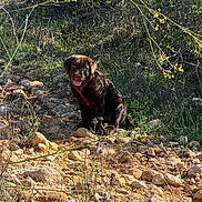 Brume participe au concours pour gagner de l'argent avec cette photo : dog, puppy, brown_dog, sitting, tongue_out, harness, outdoor, nature, woodland, forest, rocky_trail, rocks, stones, grass, vegetation, branches, sunlight, shadow, animal_portrait, happy