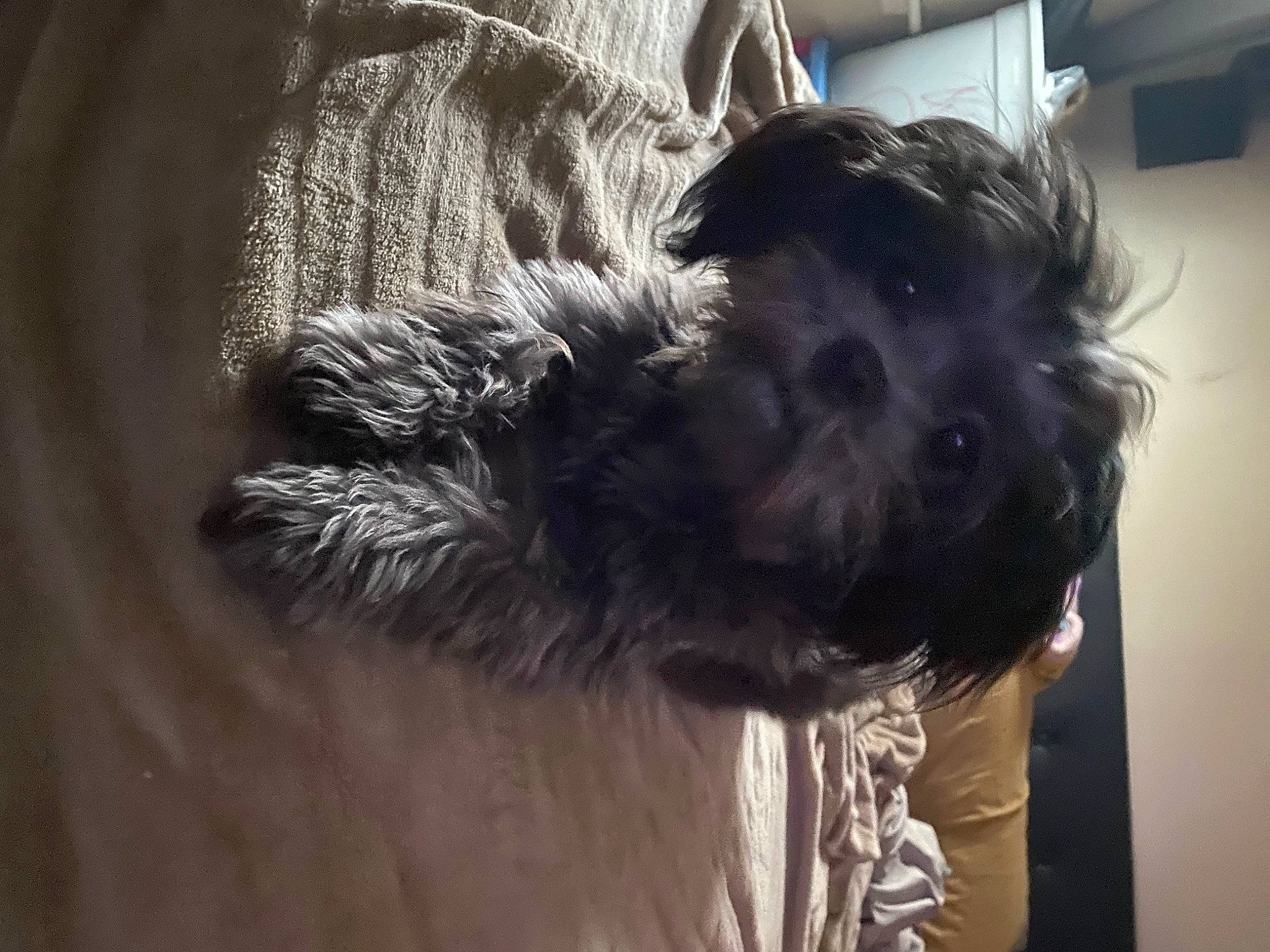 Layla joined the competition — help win amazing prizes! canidae, carnivore, cloud, companion_dog, dog, dog_breed, fur, kerry_blue_terrier, liver, maltepoo, non_sporting_group, puppy, schnauzer, small_terrier, snout, sporting_group, standard_schnauzer, terrier, toy_dog, working_animal