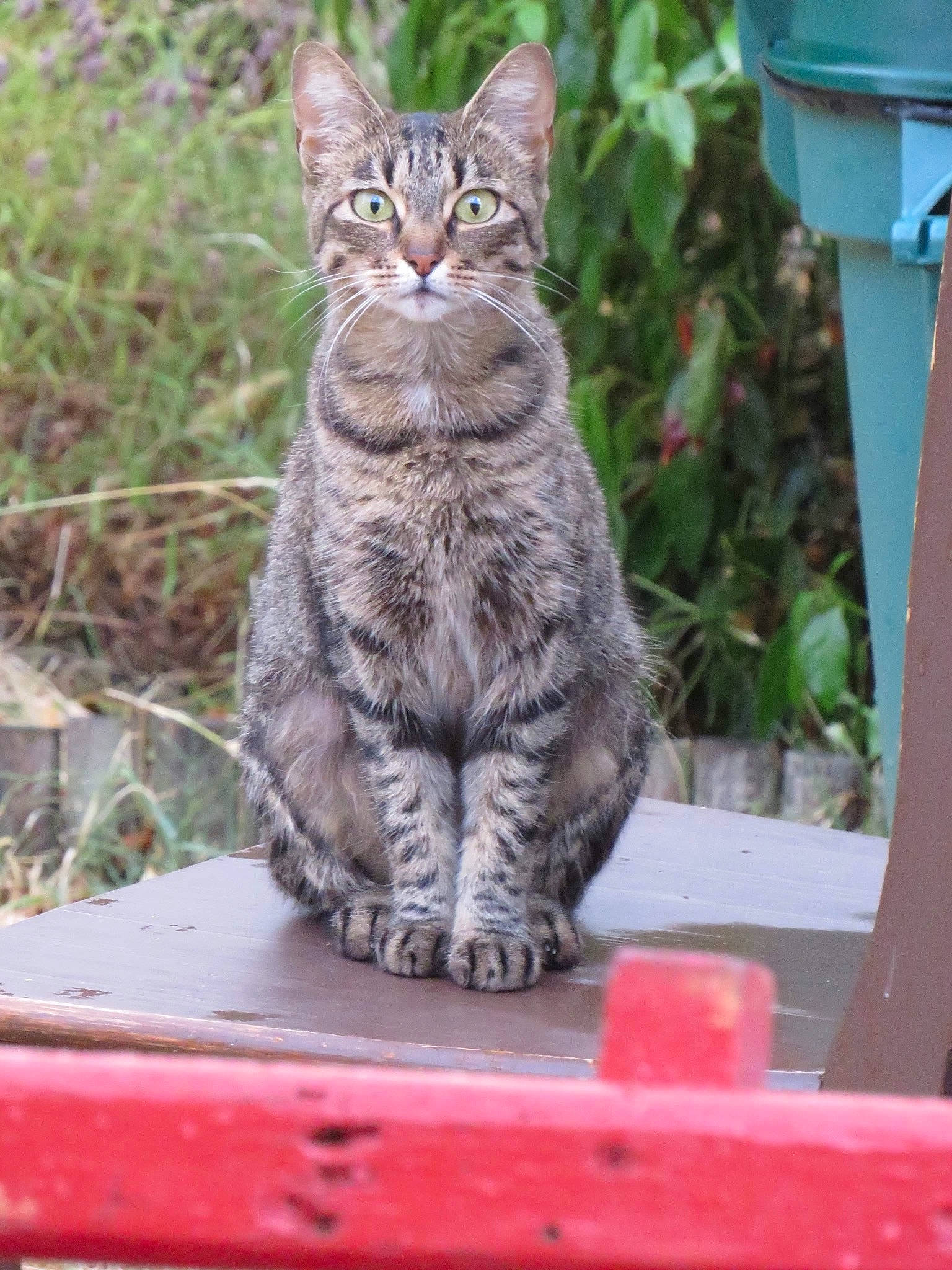 Mindy a rejoint le concours — aidez-le/la à gagner de superbes lots ! carnivore, cat, domestic_short_haired_cat, felidae, fur, grass, paw, plant, sitting, small_to_medium_sized_cats, snout, tail, terrestrial_animal, tree, vertebrate, whiskers, wildlife, wood