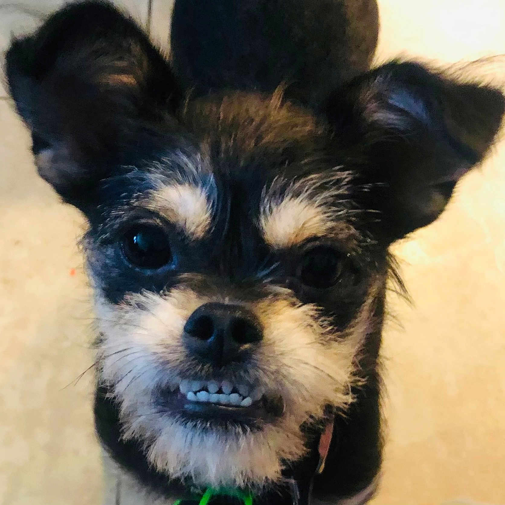 Zeus is registered to the contest to win money with this photo: affenpinscher, animal, canine, chihuahua, cockerspaniel, dog, papillon, pet, poodle, puppy, snout, terrier, whitedog