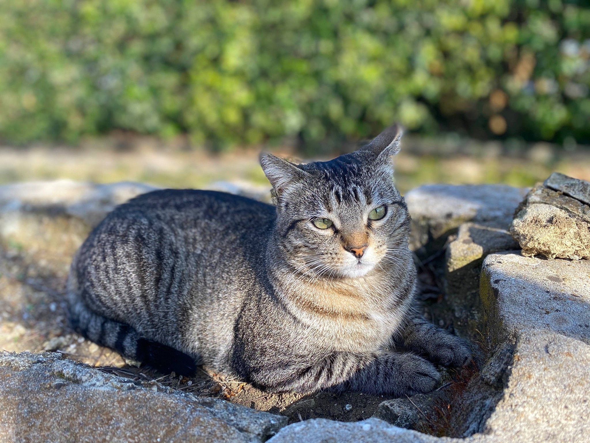 Mila a rejoint le concours — aidez-le/la à gagner de superbes lots ! aegean_cat, asian, carnivore, cat, domestic_short_haired_cat, dragon_li, european_shorthair, felidae, fur, mammal, sitting, small_to_medium_sized_cats, snout, tabby_cat, whiskers, wild_cat, wildlife