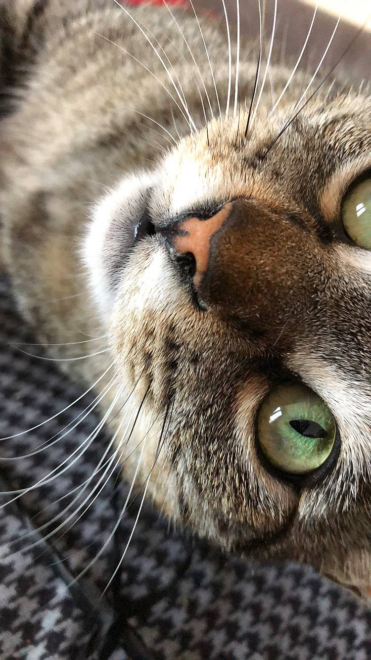 Mila a rejoint le concours — aidez-le/la à gagner de superbes lots ! asian, carnivore, cat, close_up, domestic_short_haired_cat, dragon_li, european_shorthair, eye, felidae, fur, nose, photography, pixie_bob, small_to_medium_sized_cats, snout, tabby_cat, whiskers, wild_cat, wildlife