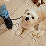 dog, dogs, puppy, fluffy, white_dog, brown_dog, small_dog, pet, animal, leash, sneaker, person, legs, tiled_floor, indoors, floor, lying_down, sitting, looking_at_camera, funny