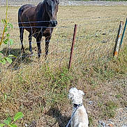 Théodore participe au concours pour gagner de l'argent avec cette photo : dog, horse, animal, pet, leash, fence, pasture, field, grass, countryside, outdoors, rural, trees, sky, summer, sunlight, white_dog, dark_horse, animal_encounter, photography