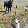 dog, horse, animal, pet, leash, fence, pasture, field, grass, countryside, outdoors, rural, trees, sky, summer, sunlight, white_dog, dark_horse, animal_encounter, photography