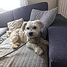 dog, pet, small_dog, fluffy, white_and_tan, sitting, lying_down, portrait, face, eyes, nose, leash, collar, couch, sofa, pillows, blanket, indoors, living_room, window