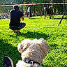 dog, horse, equestrian, outdoor, grass, park, spectator, photographer, rider, horseback_riding, event, crowd, trees, sunlight, leash, collar, fluffy_fur, cream_colored, sports, public_gathering