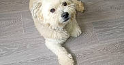 Théodore a rejoint le concours — aidez-le/la à gagner de superbes lots ! dog, puppy, fluffy, white_dog, cream_coat, small_dog, lying_down, floor, indoor, pet, canine, long_hair, brown_eyes, black_nose, looking_at_camera, relaxed, cute, portrait, wood_floor, exercise_equipment