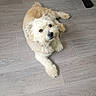 dog, puppy, fluffy, white_dog, cream_coat, small_dog, lying_down, floor, indoor, pet, canine, long_hair, brown_eyes, black_nose, looking_at_camera, relaxed, cute, portrait, wood_floor, exercise_equipment