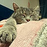 cat, sleeping, paw, gray_tabby, blanket, pink, cozy, indoor, pet, feline, closeup, fur, relaxed, resting, cute, whiskers, soft, comfort, nap, domestic_animal