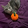 Freya participe au concours pour gagner de l'argent avec cette photo : cat, gray_cat, knitted_pumpkin, purple_blanket, indoor, pet, animal, cozy, cute, looking_at_camera, soft_texture, autumn, toy, relaxed, feline, whiskers, bed, domestic_cat, resting, closeup