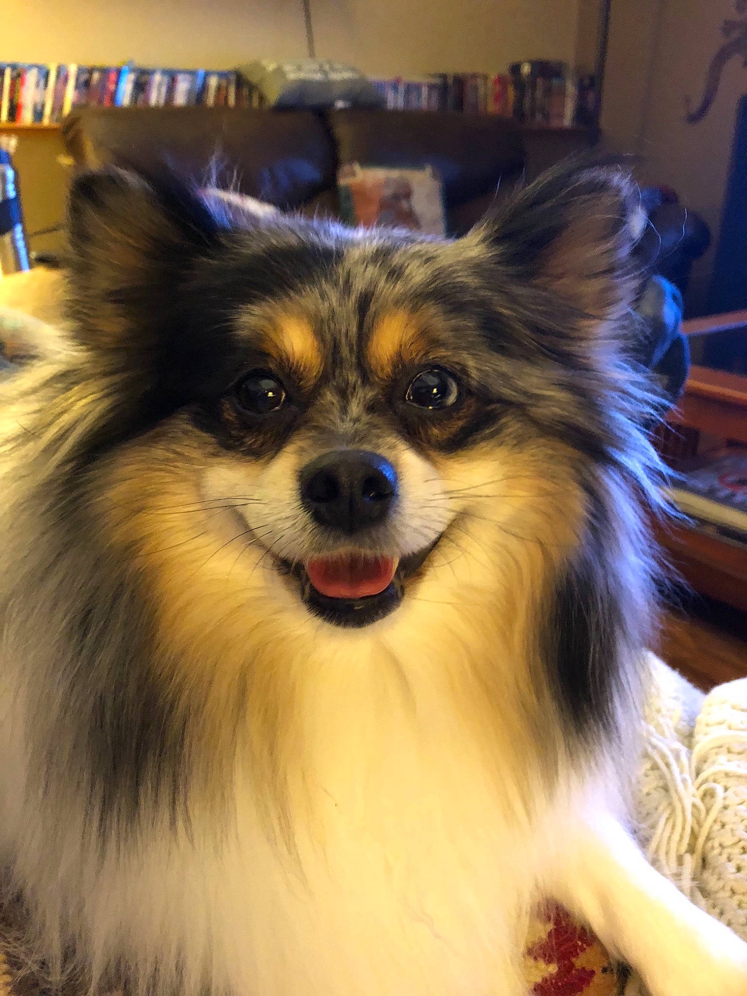 Stella Rose is registered to the contest to win money with this photo: ancient_dog_breeds, canidae, carnivore, companion_dog, dog, dog_breed, fawn, fur, german_spitz, mammal, papillon, pomeranian, rare_breed_dog, snout, spaniel, spitz, sporting_group, toy_dog, vertebrate, whiskers