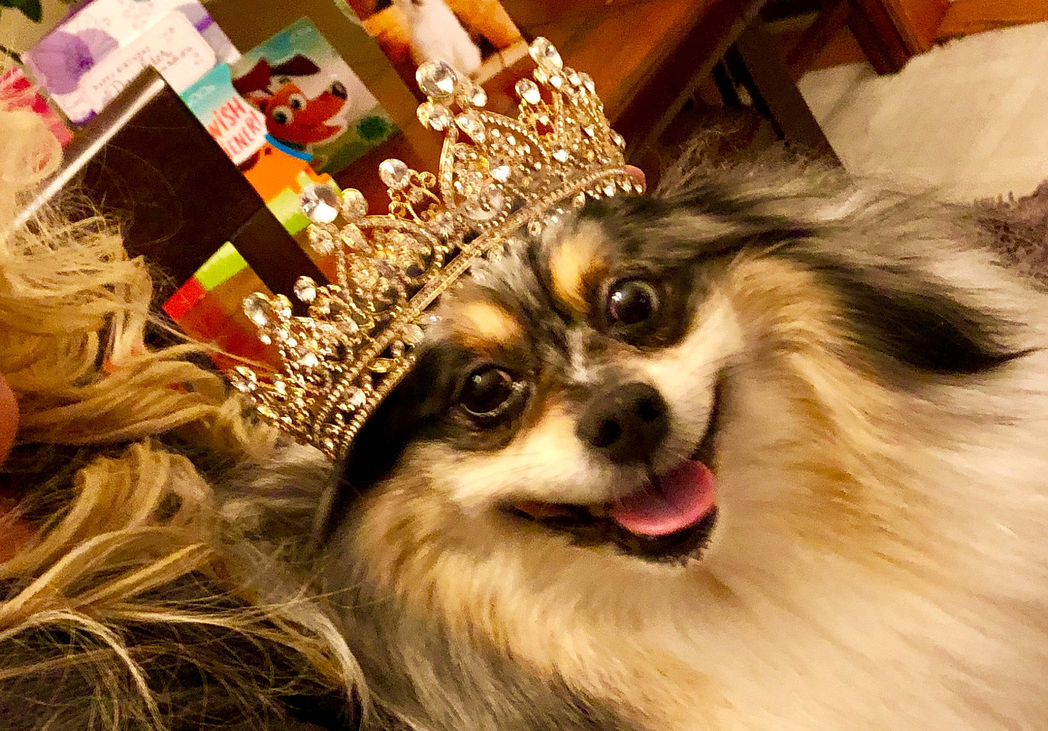 Stella Rose is registered to the contest to win money with this photo: canidae, carnivore, companion_dog, dog, dog_breed, fawn, fur, japanese_chin, mammal, papillon, pomeranian, puppy, rare_breed_dog, snout, sporting_group, toy_dog, whiskers