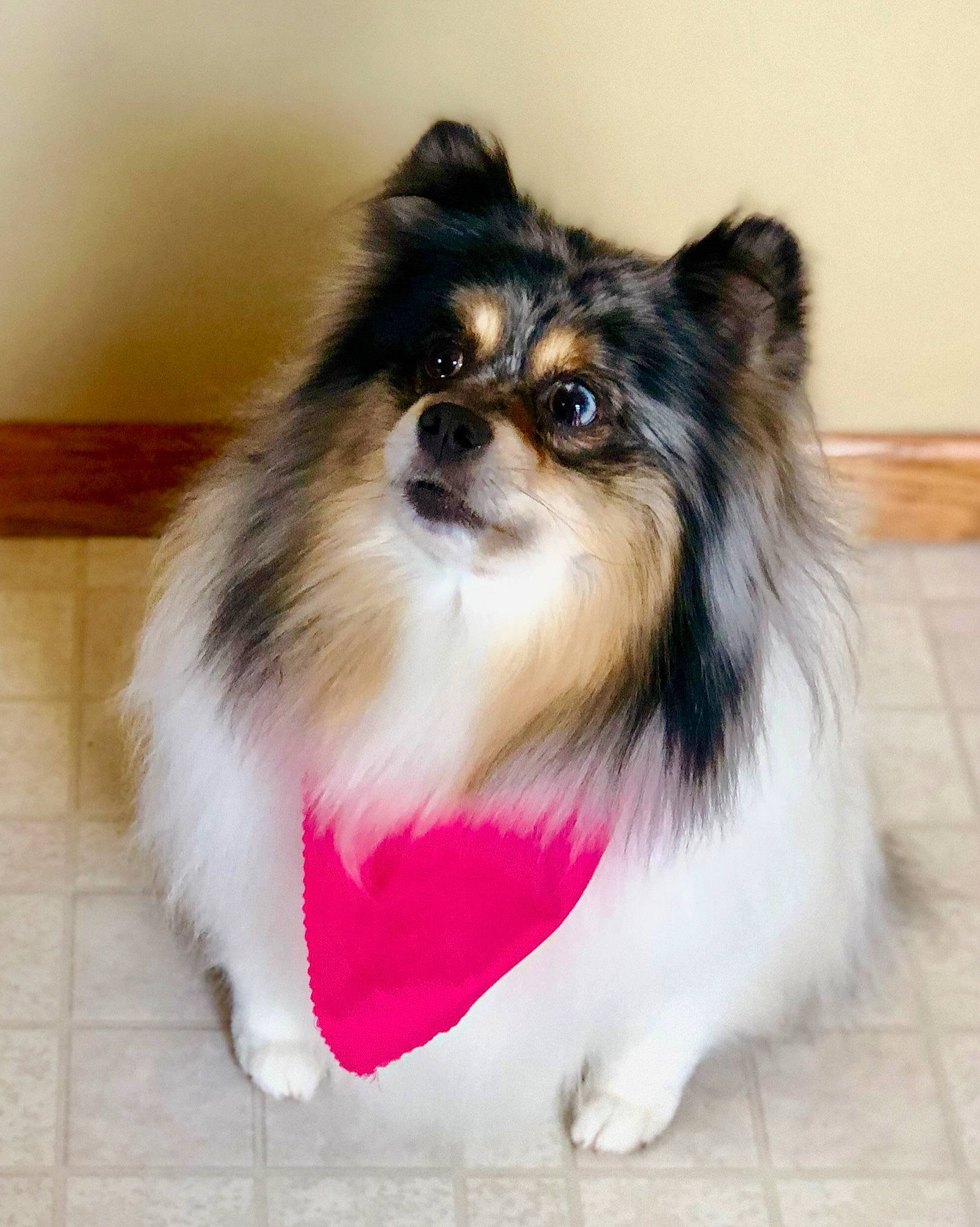 Stella Rose joined the competition — help win amazing prizes! ancient_dog_breeds, canidae, carnivore, companion_dog, dog, dog_breed, fur, german_spitz, german_spitz_klein, mammal, papillon, pomeranian, puppy, rare_breed_dog, snout, spitz, sporting_group, toy_dog, vertebrate, whiskers