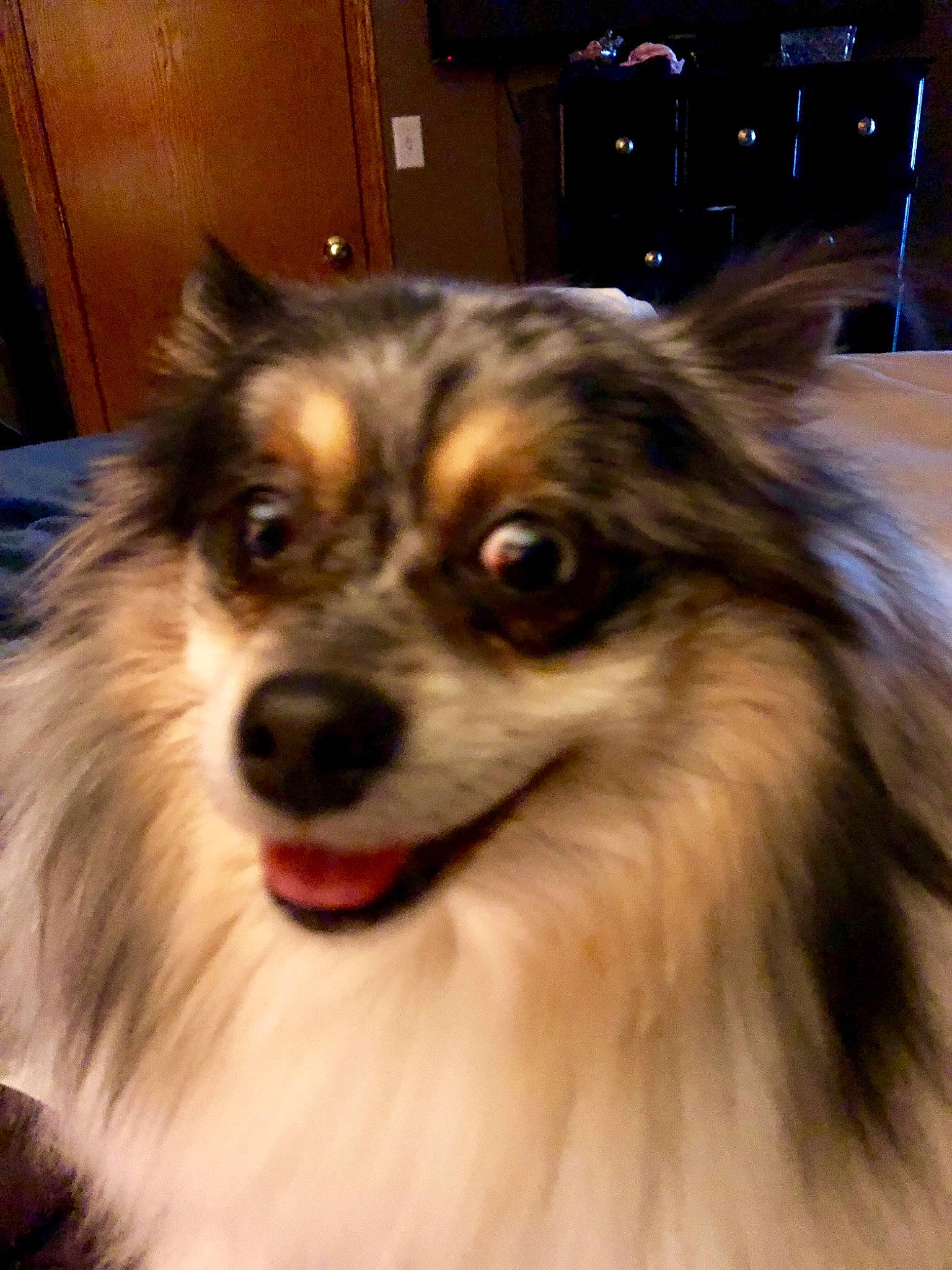 Stella Rose joined the competition — help win amazing prizes! ancient_dog_breeds, canidae, carnivore, companion_dog, dog, dog_breed, fawn, fur, german_spitz, german_spitz_mittel, keeshond, mammal, papillon, pomeranian, rare_breed_dog, snout, spitz, sporting_group, vertebrate, whiskers