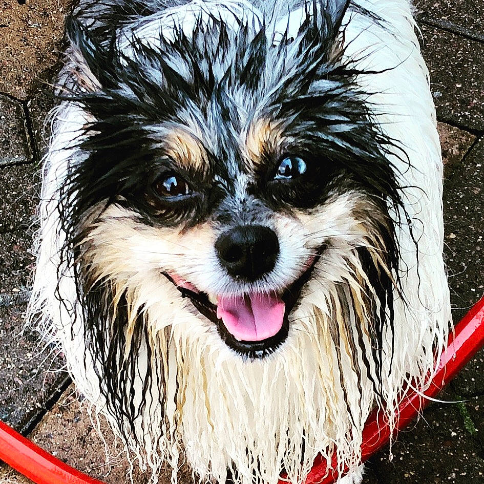 Stella Rose is registered to the contest to win money with this photo: canidae, carnivore, companion_dog, dog, dog_breed, drawing, facial_expression, illustration, mammal, papillon, pomeranian, rare_breed_dog, smile, snout, spitz, sporting_group, tongue, tooth, toy_dog, whiskers