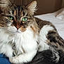 cat, fluffy, green_eyes, tabby, white_fur, bed, pillow, quilt, indoor, relaxed, pet, animal, fur, close_up, comfort, resting, whiskers, domestic_cat, cute, cozy