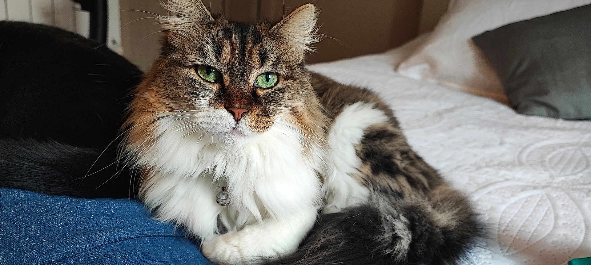 Thelma participe au concours pour gagner de l'argent avec cette photo : cat, fluffy, green_eyes, tabby, white_fur, bed, pillow, quilt, indoor, relaxed, pet, animal, fur, close_up, comfort, resting, whiskers, domestic_cat, cute, cozy