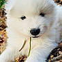puppy, white, fluffy, dog, leaf, twig, outdoor, nature, cute, animal, fur, closeup, young, pet, adorable, fall, playful, snout, small, curious