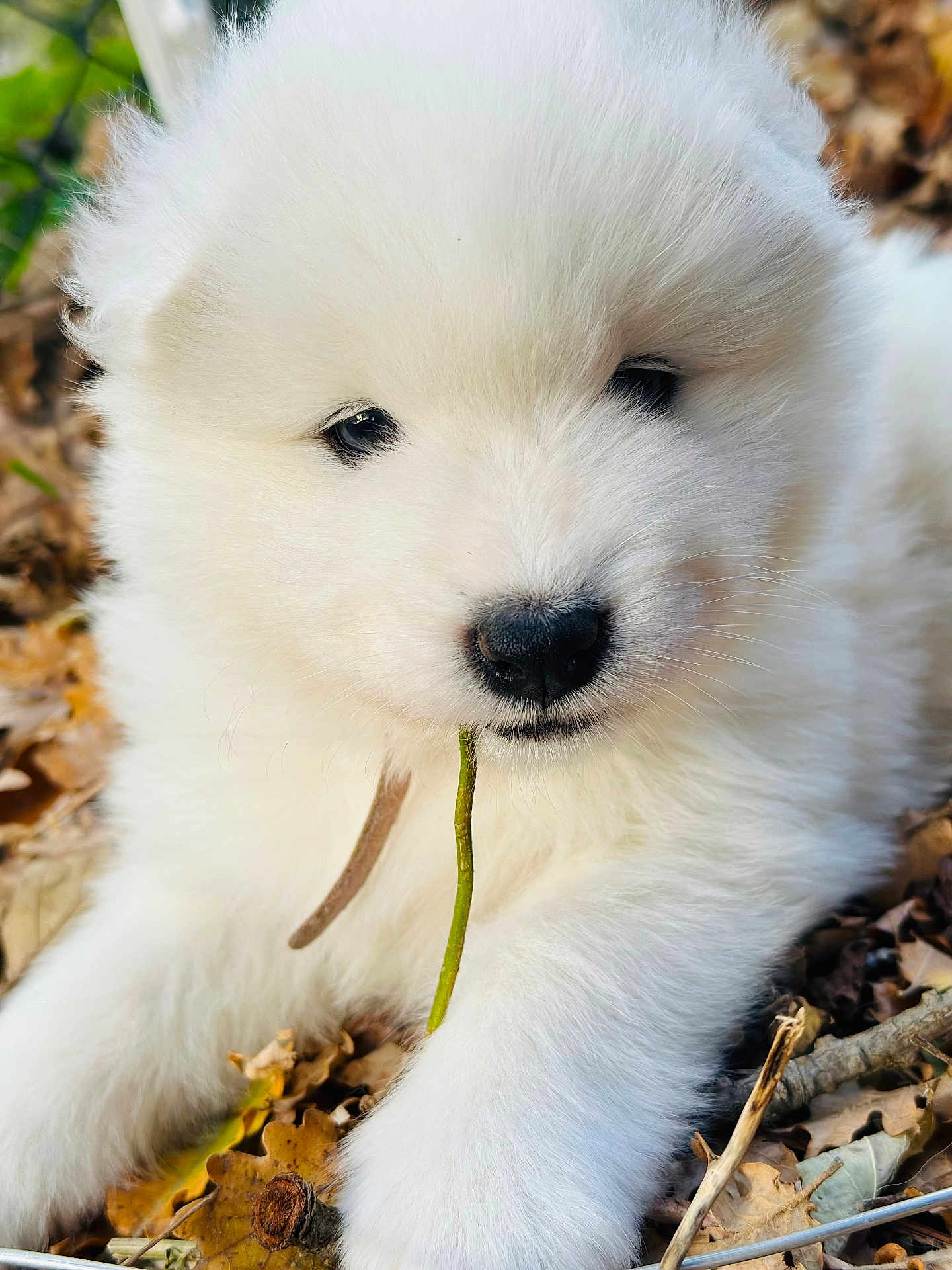 Avā participe au concours pour gagner de l'argent avec cette photo : puppy, white, fluffy, dog, leaf, twig, outdoor, nature, cute, animal, fur, closeup, young, pet, adorable, fall, playful, snout, small, curious