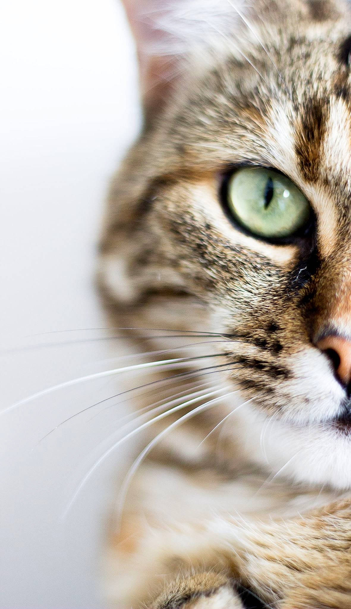 Happy participe au concours pour gagner de l'argent avec cette photo : carnivore, cat, domestic_short_haired_cat, ear, felidae, fur, plant, small_to_medium_sized_cats, snout, terrestrial_animal, whiskers, wildlife, window