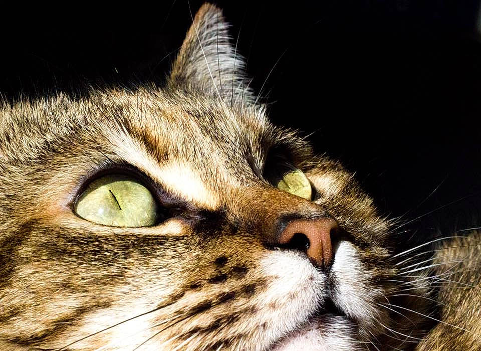 Happy participe au concours pour gagner de l'argent avec cette photo : carnivore, cat, close_up, darkness, domestic_short_haired_cat, event, felidae, fur, grass, small_to_medium_sized_cats, snout, terrestrial_animal, whiskers, wildlife