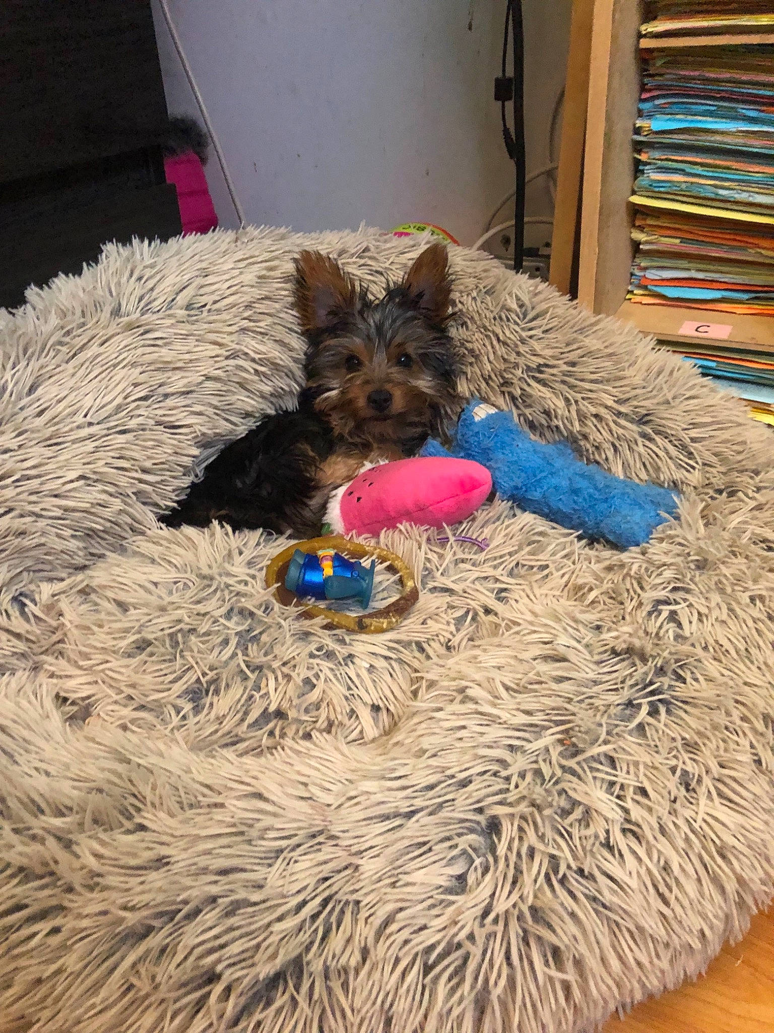 Aston joined the competition — help win amazing prizes! australian_silky_terrier, australian_terrier, cairn_terrier, canidae, carnivore, dog, dog_breed, dog_toy, fur, mammal, norwich_terrier, small_terrier, terrier, toy_dog, yorkshire_terrier