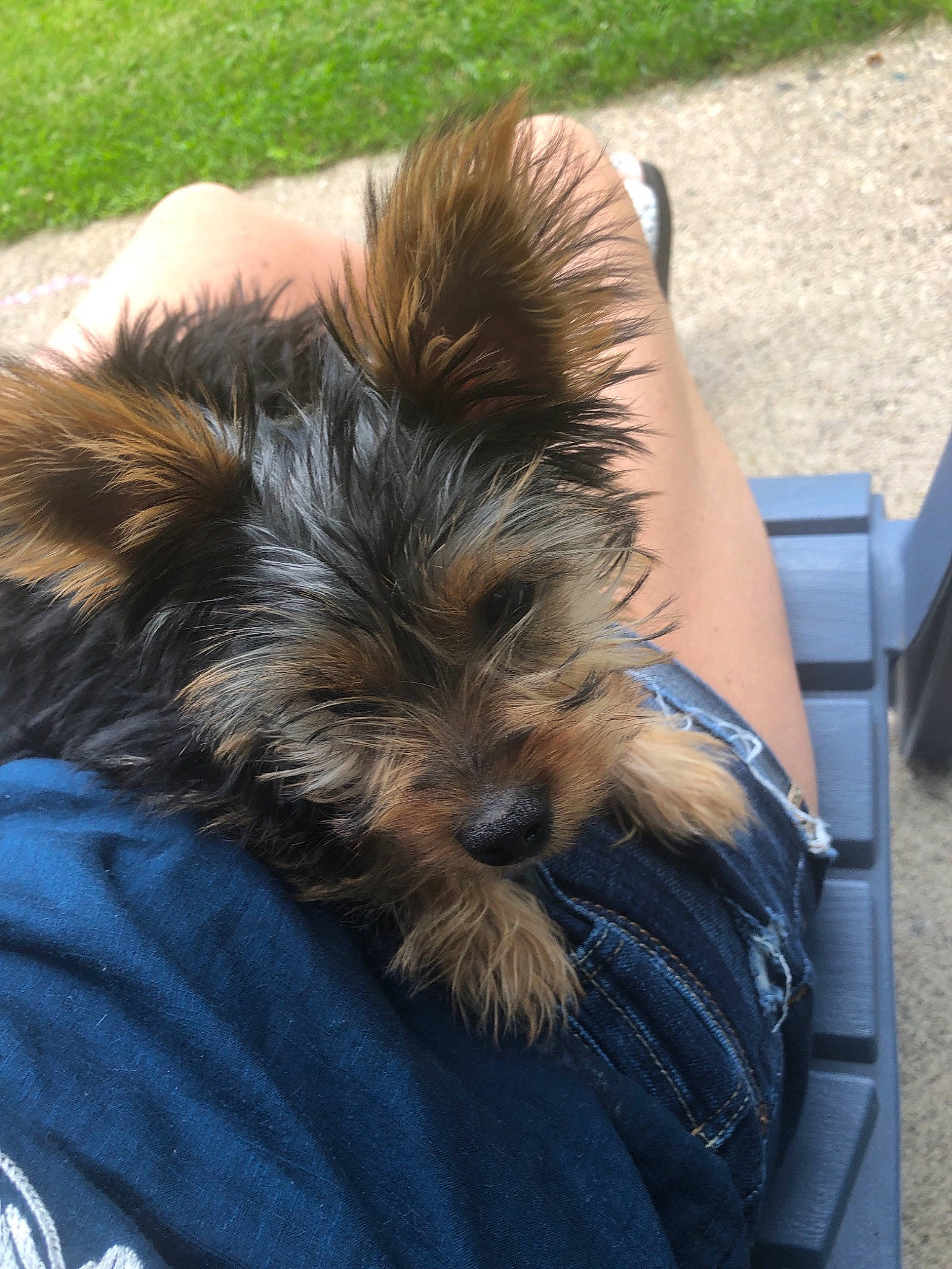 Aston is registered to the contest to win money with this photo: australian_silky_terrier, australian_terrier, biewer_terrier, cairn_terrier, canidae, carnivore, companion_dog, dog, dog_breed, ear, mammal, norwich_terrier, puppy, skye_terrier, small_terrier, sporting_group, terrier, toy_dog, yorkipoo, yorkshire_terrier