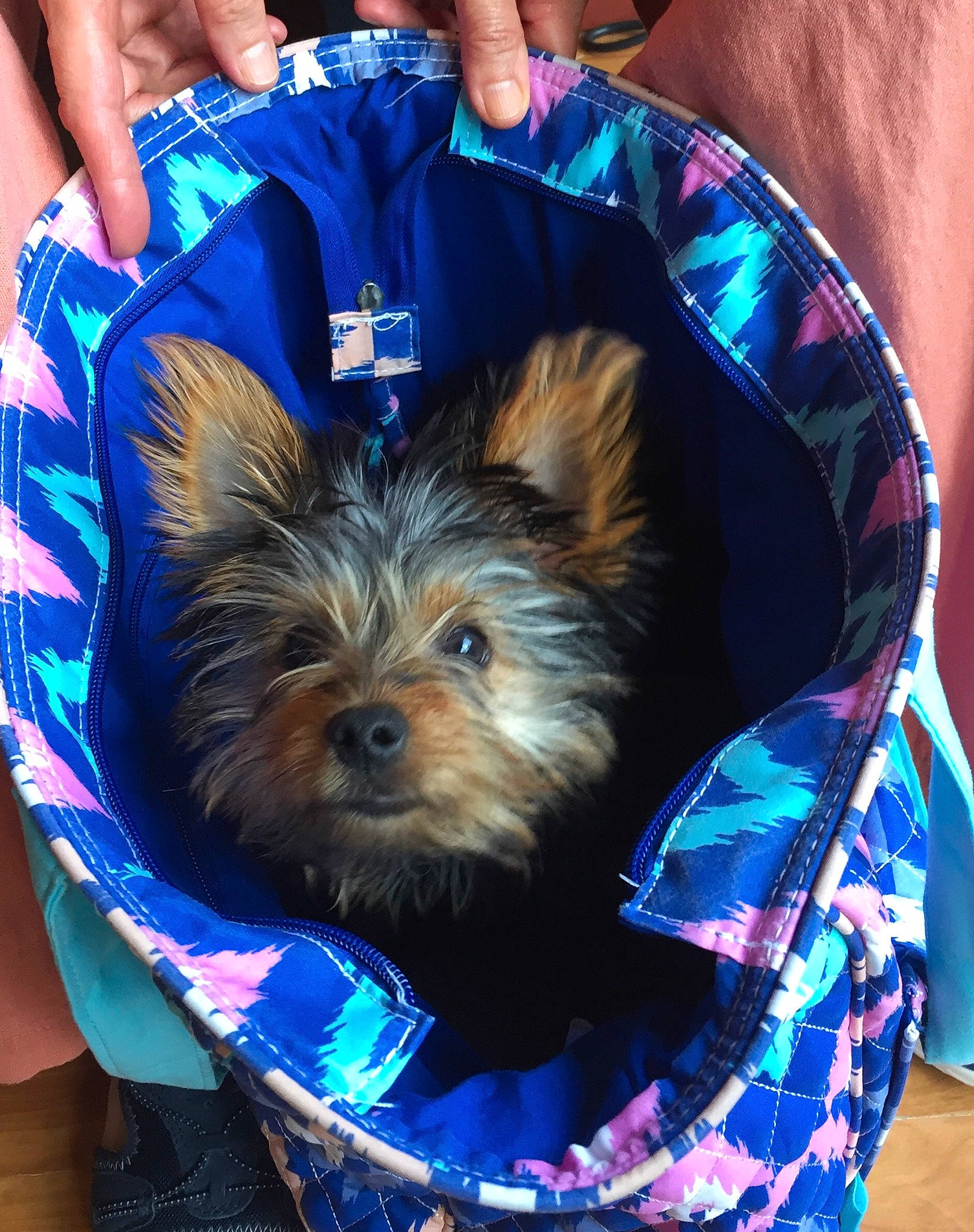 Aston is registered to the contest to win money with this photo: australian_silky_terrier, australian_terrier, biewer_terrier, blue, cairn_terrier, canidae, carnivore, companion_dog, dog, dog_breed, dog_clothes, mammal, norwich_terrier, puppy, rare_breed_dog, small_terrier, terrier, toy_dog, yorkshire_terrier