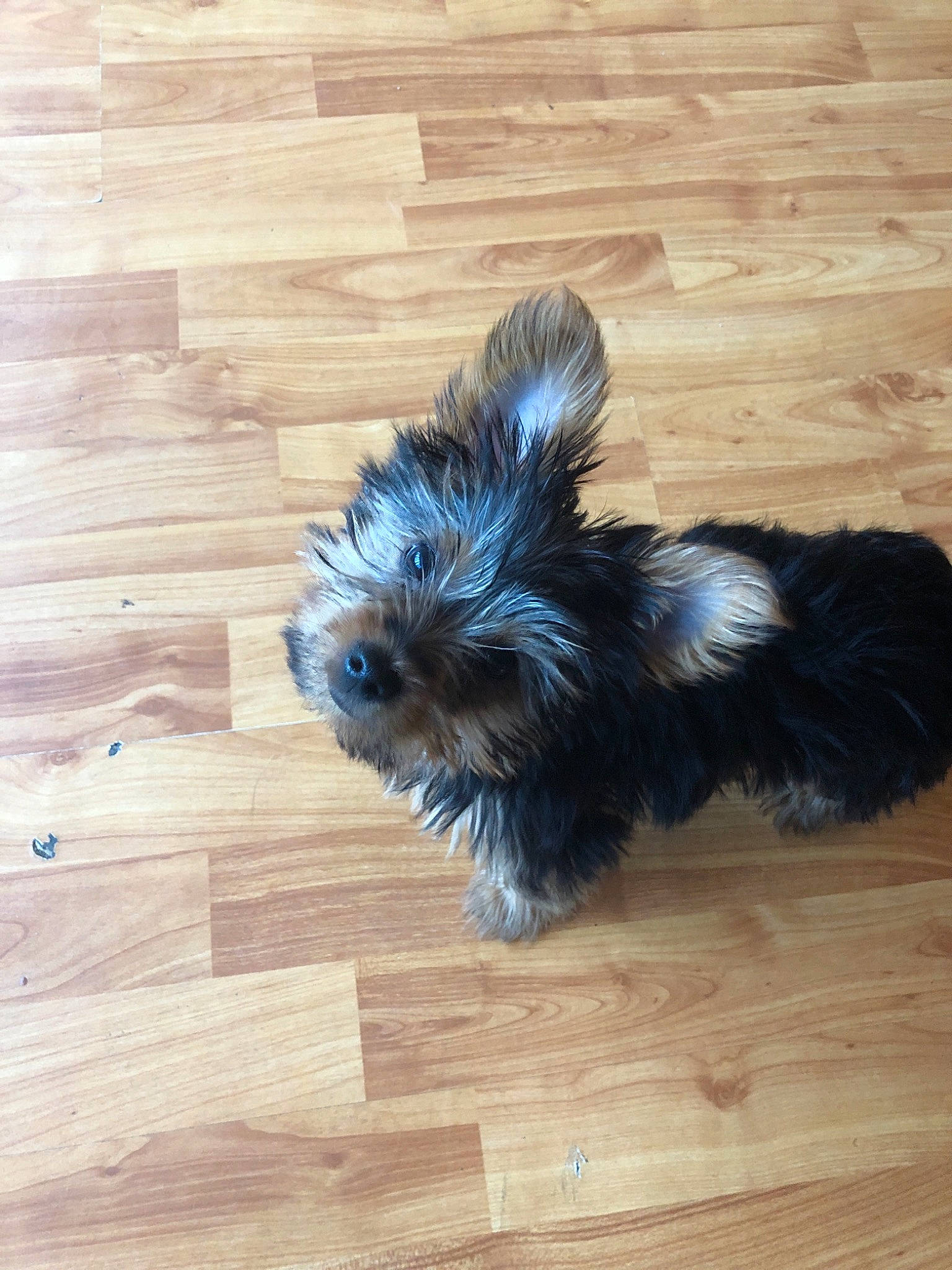 Aston is registered to the contest to win money with this photo: bolonka, cairn_terrier, canidae, carnivore, chinese_imperial_dog, companion_dog, dog, dog_breed, glen_of_imaal_terrier, hardwood, morkie, puppy, schnoodle, shih_tzu, small_terrier, terrier, toy_dog, wood_flooring, yorkipoo, yorkshire_terrier