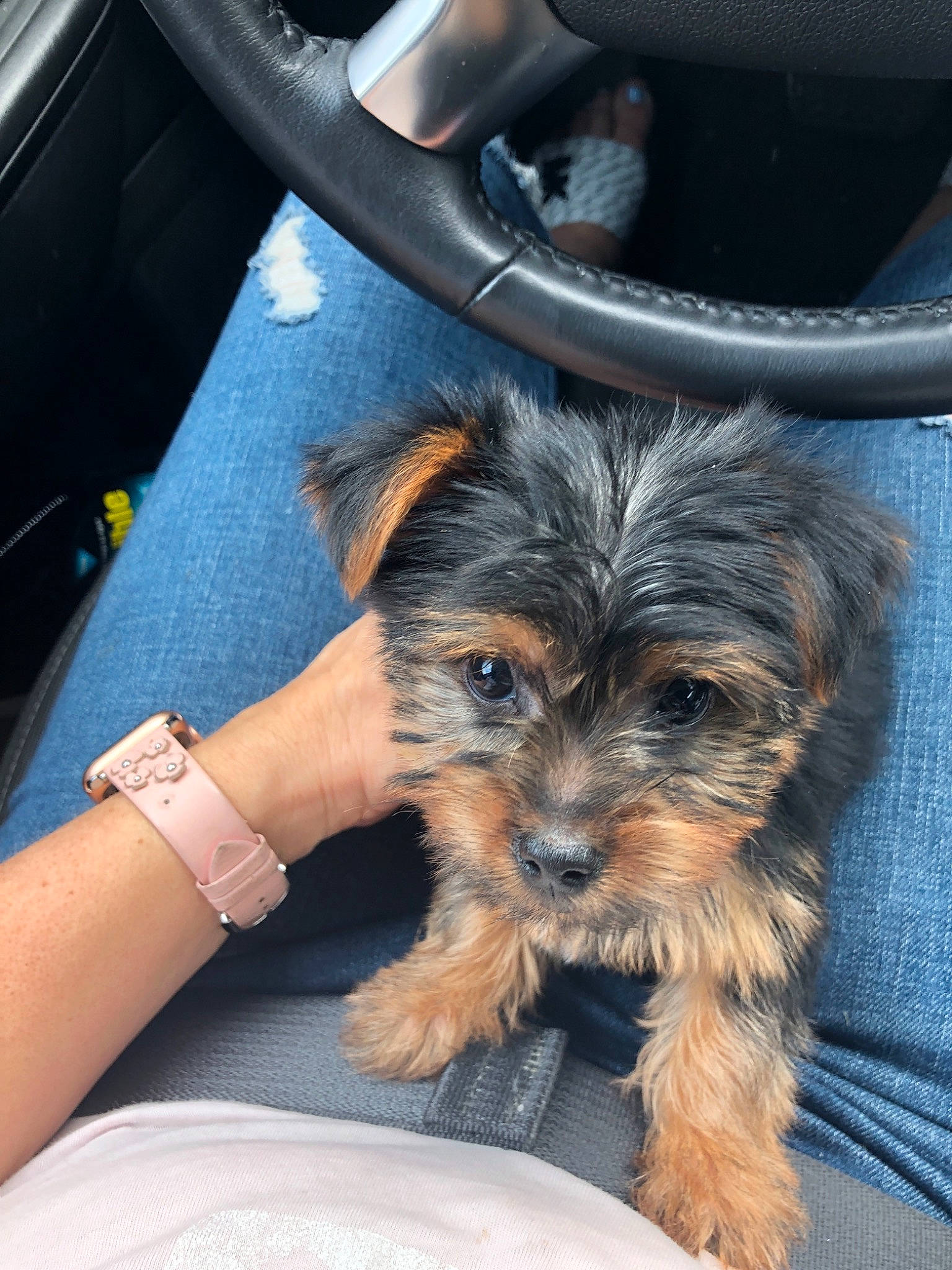 Aston is registered to the contest to win money with this photo: australian_terrier, canidae, carnivore, companion_dog, dog, dog_breed, maltepoo, mammal, morkie, norwich_terrier, puppy, schnoodle, skin, small_terrier, snout, terrier, toy_dog, vertebrate, yorkipoo, yorkshire_terrier