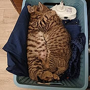 Haru participe au concours pour gagner de l'argent avec cette photo : cat, kitten, sleeping, basket, clothing, tabby, striped, feline, cozy, nap, indoor, pet, fur, cute, animal, domestic, resting, small, blue_basket, wood_floor