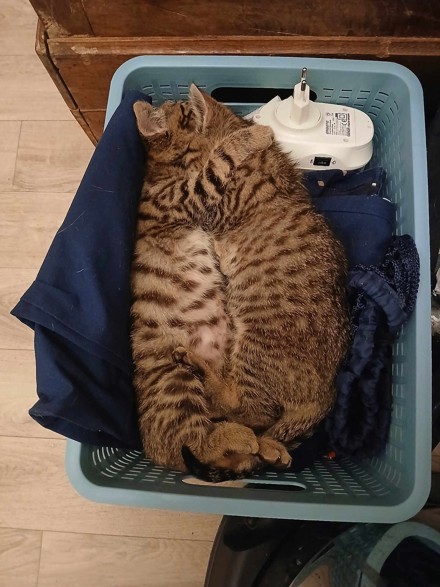 Haru participe au concours pour gagner de l'argent avec cette photo : cat, kitten, sleeping, basket, clothing, tabby, striped, feline, cozy, nap, indoor, pet, fur, cute, animal, domestic, resting, small, blue_basket, wood_floor
