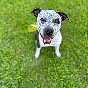 Nova Rign joined the competition — help win amazing prizes! dog, happy, smiling, grass, outdoor, pet, animal, canine, sitting, portrait, greenery, nature, friendly, cute, playful, fur, ears, tongue, eyes, closeup