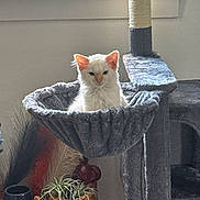 Brixley is registered to the contest to win money with this photo: animal, cat, cat_hammock, cat_tree, cozy, cute, fluffy, furniture, gray_fabric, home_decor, indoor, kitten, natural_light, pet, plant, relaxing, small_animal, teddy_bear_planter, white_fur, window