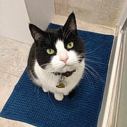 Parker joined the competition — help win amazing prizes! animal, bath_mat, bathroom, black_and_white, cat, close_up, collar, curious, cute, domestic_cat, feline, floor, green_eyes, indoor, looking_up, pet, portrait, sitting, tile_floor, whiskers