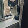 Parker is registered to the contest to win money with this photo: animal, background, black_and_white, building, cat, collar, curtain, daylight, feline, green_eyes, indoor, looking, pet, quiet, sitting, tag, tree, whiskers, window, windowsill