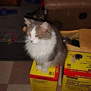 Smokey joined the competition — help win amazing prizes! cat, indoor, furniture, box, floor, couch, pet, animal, yellow_box, brown_couch, dim_light, fluffy_cat, two_cats, household_items, carpet, clutter, domestic, kitten, feline, living_room