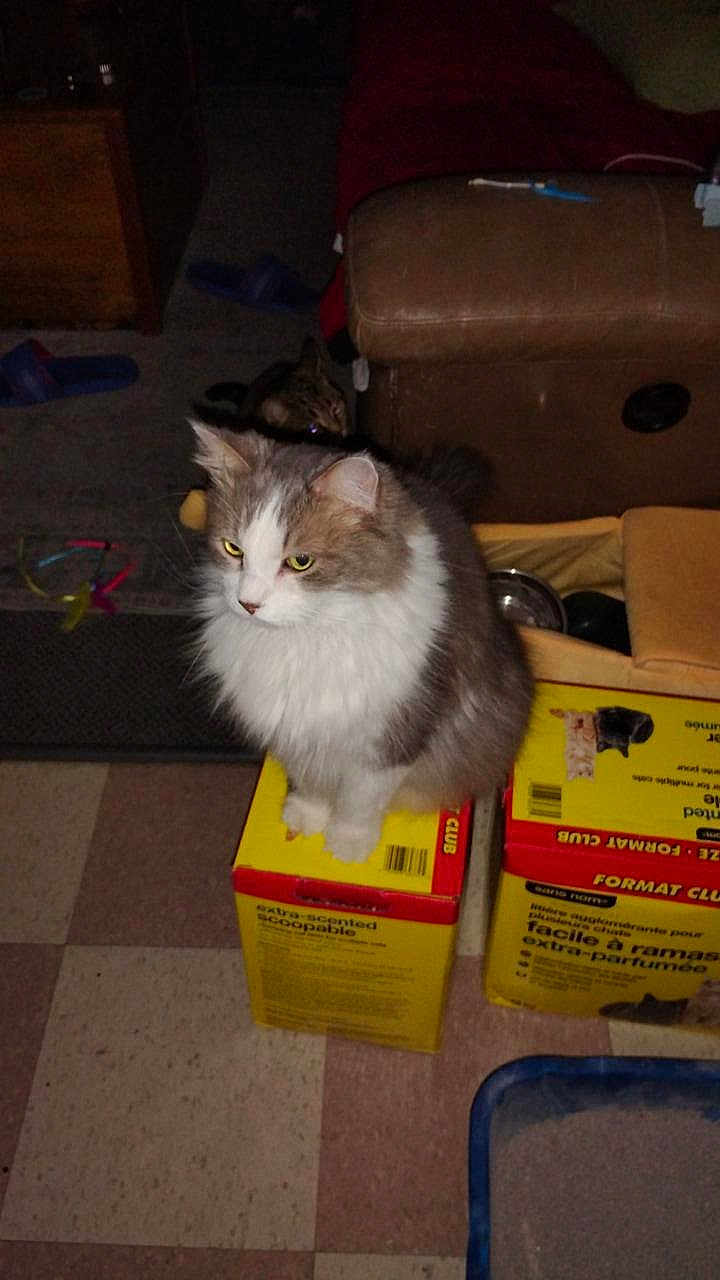 Smokey joined the competition — help win amazing prizes! cat, indoor, furniture, box, floor, couch, pet, animal, yellow_box, brown_couch, dim_light, fluffy_cat, two_cats, household_items, carpet, clutter, domestic, kitten, feline, living_room