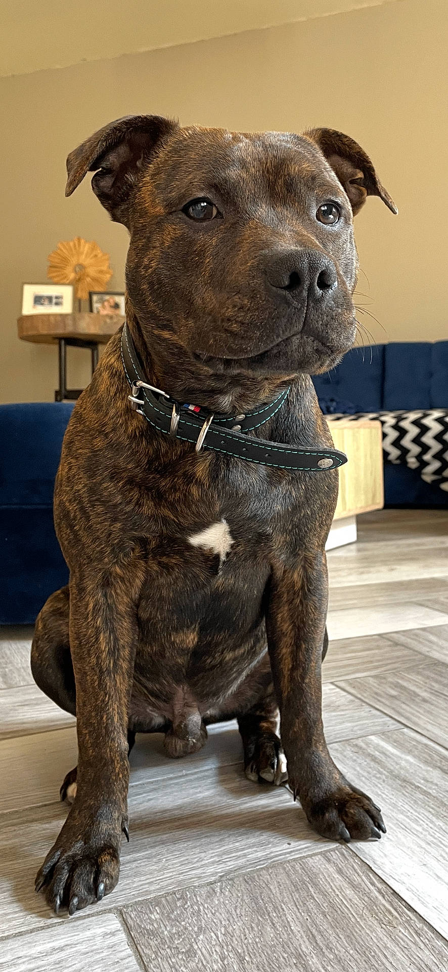 Vasco a rejoint le concours — aidez-le/la à gagner de superbes lots ! accessories, animal, art, boxer, bulldog, canine, dog, frenchbulldog, hardwood, hound, indoors, interiordesign, labradorretriever, painting, pet, pitbull, plywood, puppy, snout, wood