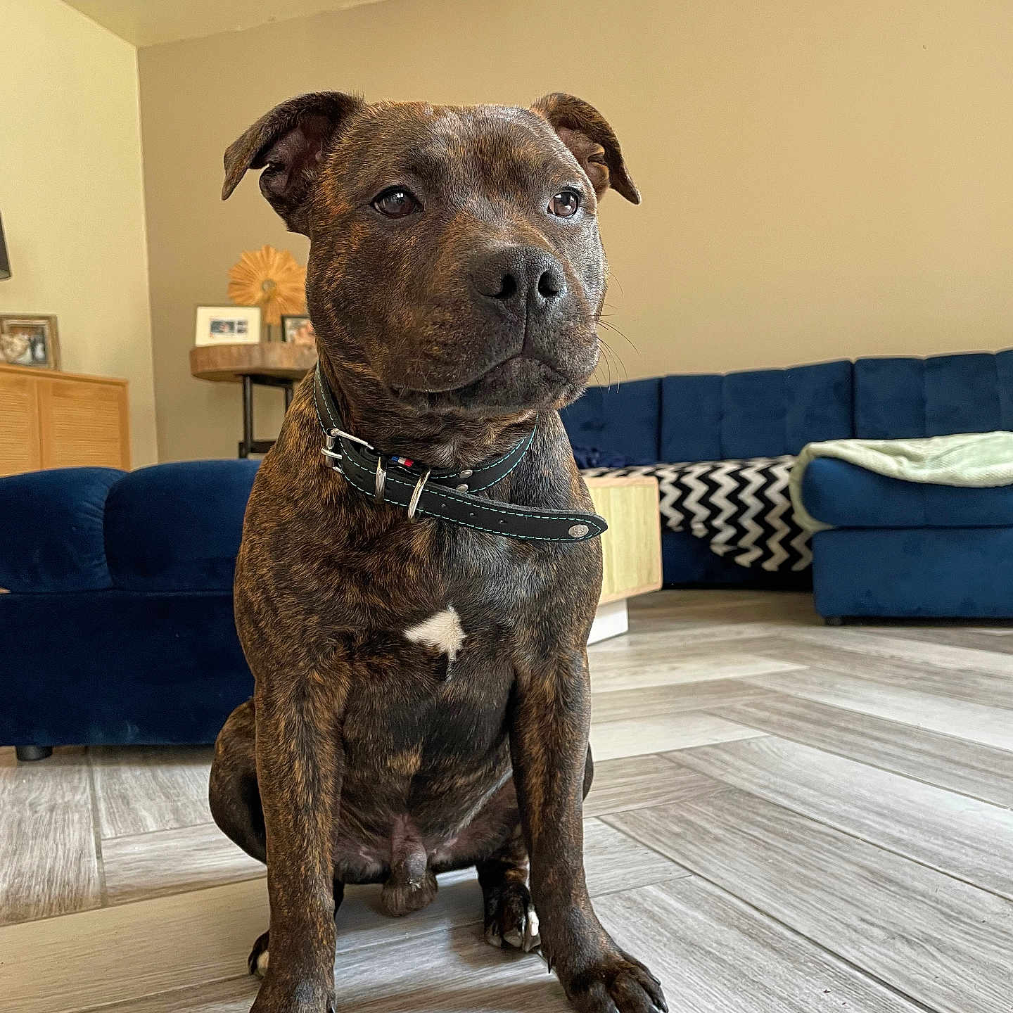 Vasco participe au concours pour gagner de l'argent avec cette photo : animal, architecture, art, building, bulldog, canine, couch, cushion, dog, furniture, hardwood, indoors, interiordesign, livingroom, painting, pet, pitbull, puppy, room, wood